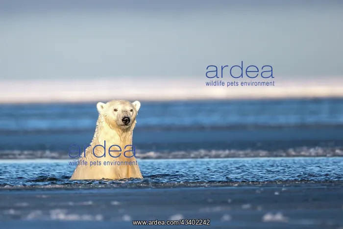 : Polar Bear - in slush ice : Polar Bear - in slush ice