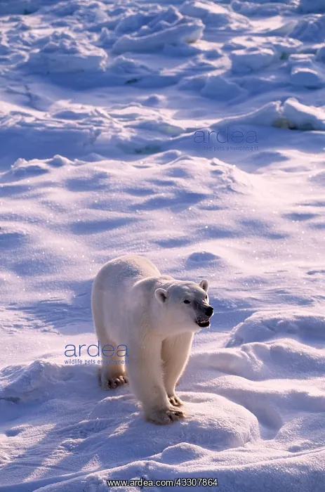 : POLAR BEAR - snarling : POLAR BEAR - snarling