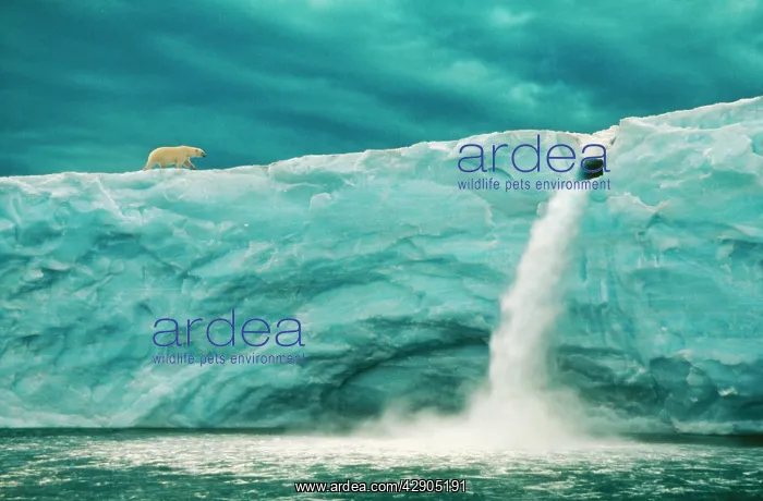 : Polar Bear - with snow melt waterfall : Polar Bear - with snow melt waterfall