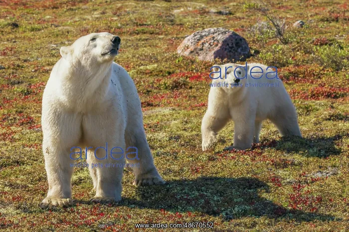 : Polar bear sow catching a scent in the air : Polar bear sow catching a scent in the air