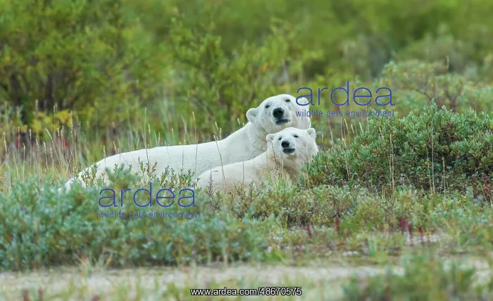 : Polar bear sow with her cub rests in the willows near the : Polar bear sow with her cub rests in the willows near the