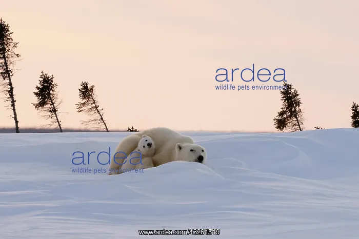  : Polar bear sow (Ursus maritimus) with a cub lying