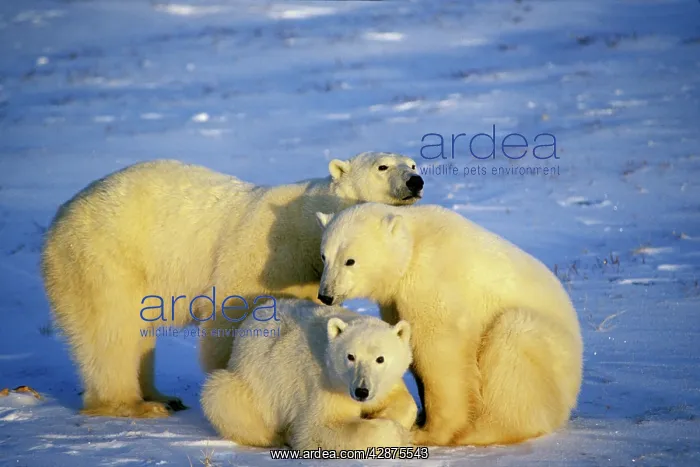 : Polar bear - sow with two year old cubs : Polar bear - sow with two year old cubs
