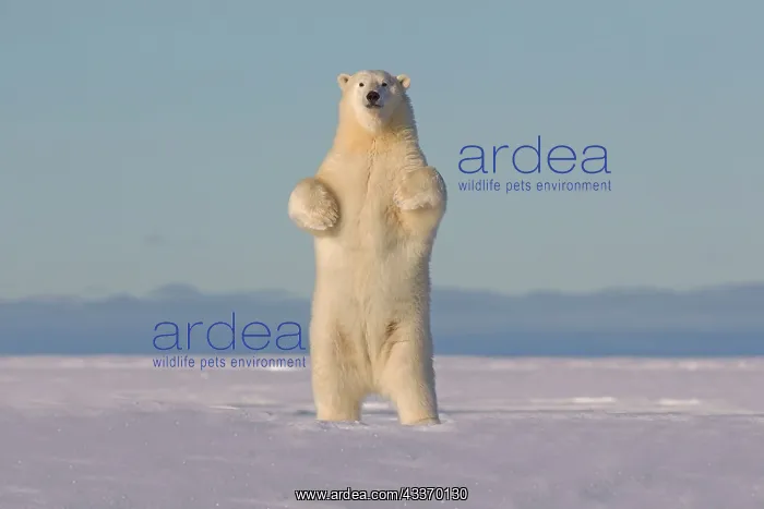 : Polar Bear - standing along a barrier island outside : Polar Bear - standing along a barrier island outside