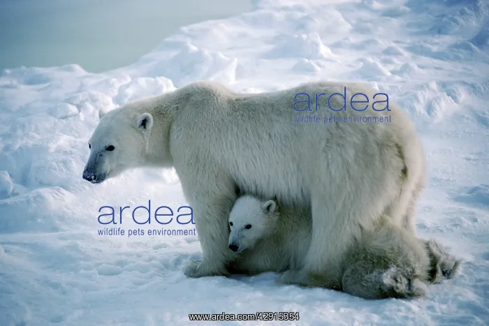 : POLAR BEAR - standing over cub : POLAR BEAR - standing over cub