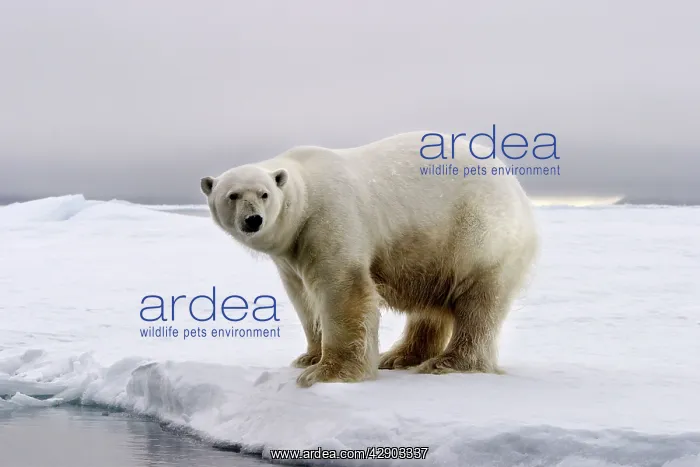 : Polar Bear - standing at edge of ice floe : Polar Bear - standing at edge of ice floe