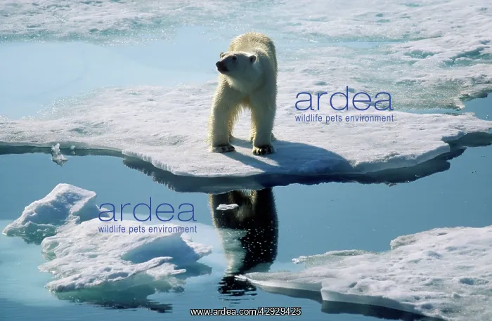  : Polar BEAR - standing at edge of ice flow  /  sea ice