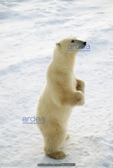 : POLAR BEAR - Standing on hind legs : POLAR BEAR - Standing on hind legs