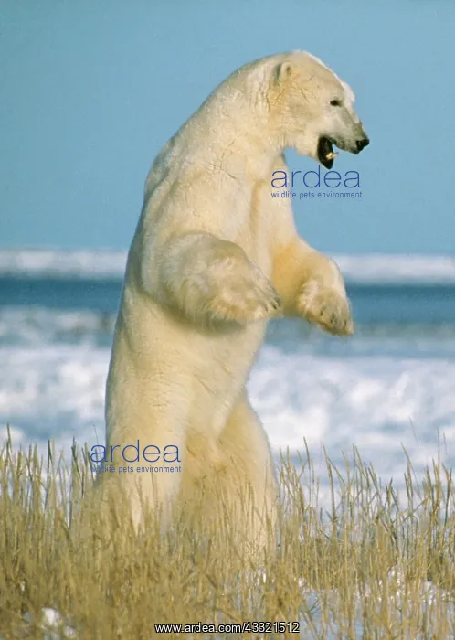 : Polar Bear - standing on hind legs : Polar Bear - standing on hind legs