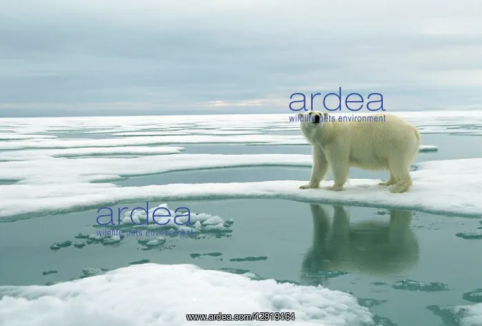 : Polar Bear - Standing on ice : Polar Bear - Standing on ice