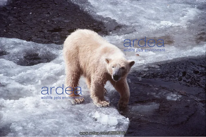 : POLAR BEAR - standing on ice : POLAR BEAR - standing on ice