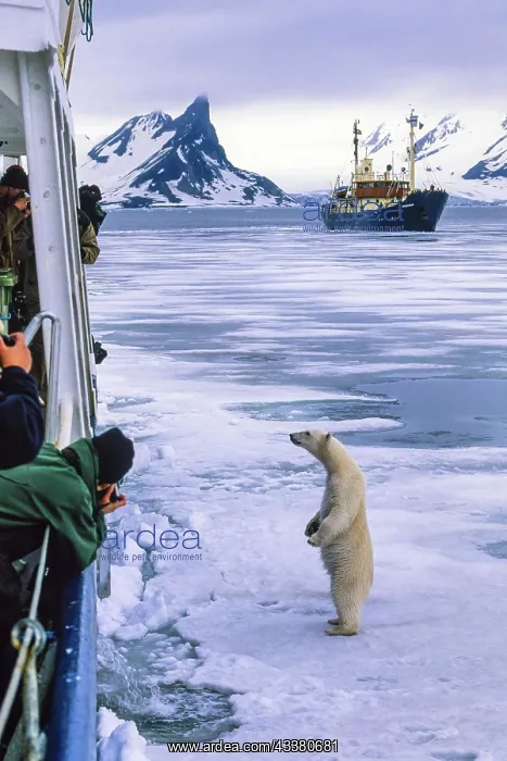 : Polar bear standing on the ice by a ship for nature : Polar bear standing on the ice by a ship for nature