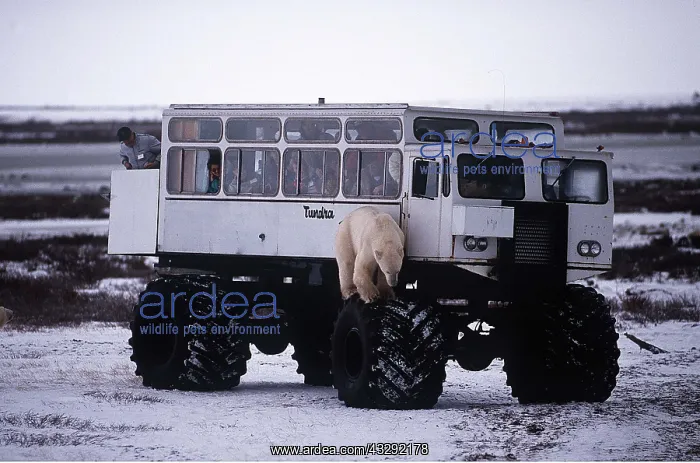 : POLAR BEAR - standing on wheel of tourist van : POLAR BEAR - standing on wheel of tourist van