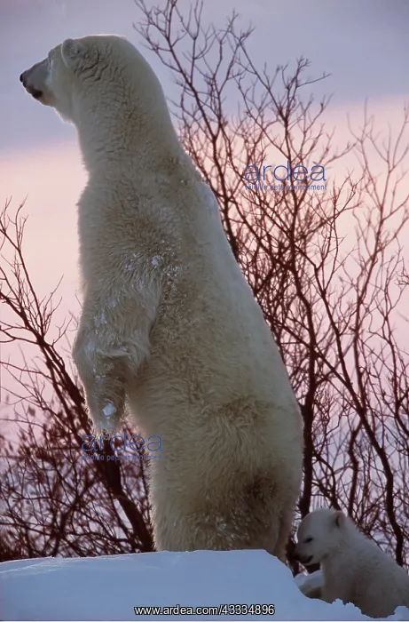 : POLAR BEAR - stands on hind legs, with cub : POLAR BEAR - stands on hind legs, with cub