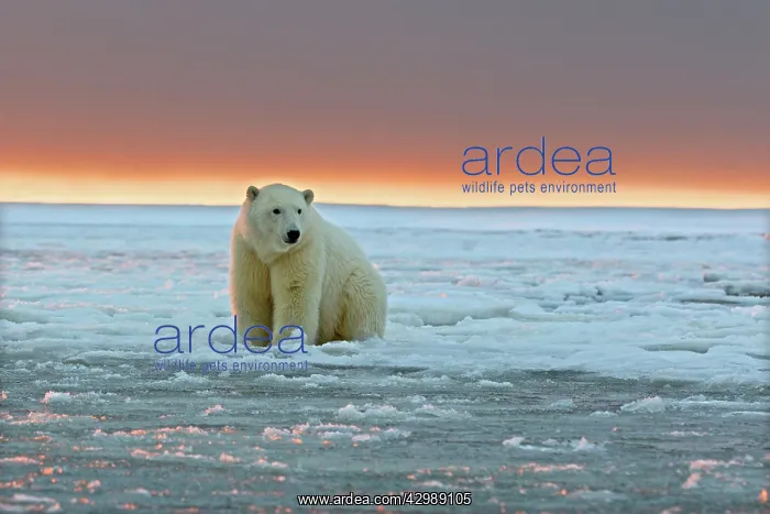 : Polar Bear - sub-adult in slush ice at sunset : Polar Bear - sub-adult in slush ice at sunset