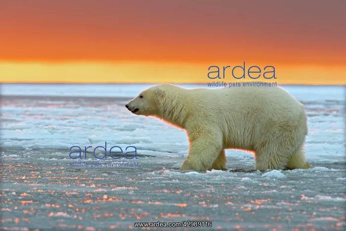 : Polar Bear - sub-adult in slush ice at sunset : Polar Bear - sub-adult in slush ice at sunset