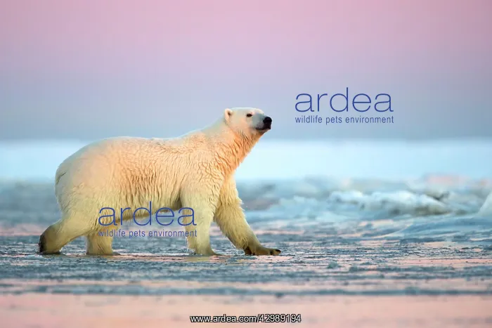 : Polar Bear - sub-adult in slush ice at sunset : Polar Bear - sub-adult in slush ice at sunset