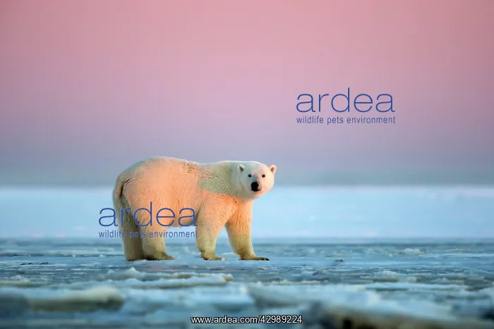 : Polar Bear - sub-adult in slush ice at sunset : Polar Bear - sub-adult in slush ice at sunset