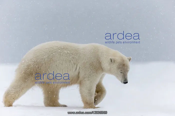 : Polar Bear sub adult in the snow Autumn : Polar Bear sub adult in the snow Autumn