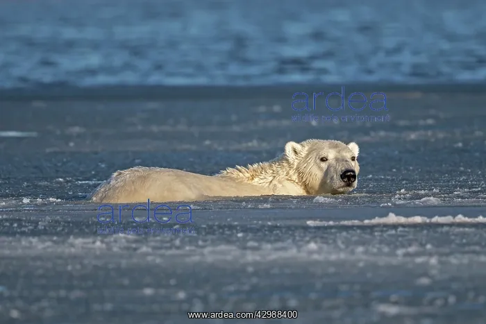 : Polar Bear - Sub-adult swimming in slush ice : Polar Bear - Sub-adult swimming in slush ice