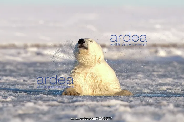 : Polar Bear - sub-adult swimming in slush ice : Polar Bear - sub-adult swimming in slush ice