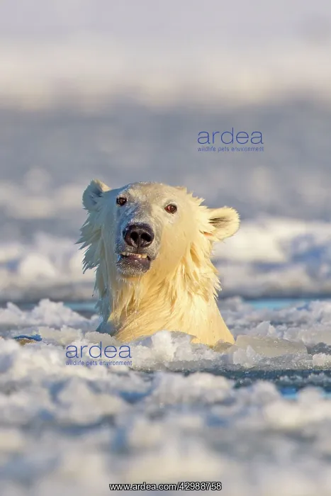 : Polar Bear - sub-adult swimming in slush ice : Polar Bear - sub-adult swimming in slush ice