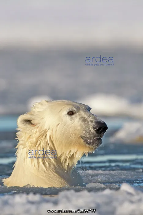 : Polar Bear - sub-adult swimming in slush ice : Polar Bear - sub-adult swimming in slush ice