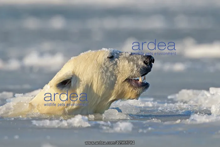  : Polar Bear - sub-adult swimming in slush ice