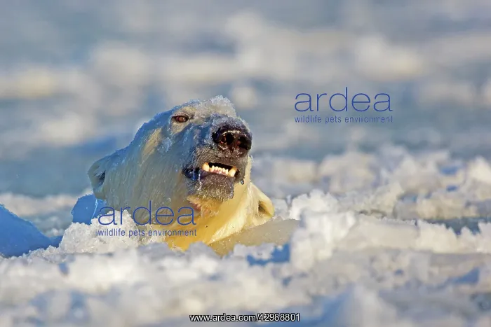 : Polar Bear - sub-adult swimming in slush ice : Polar Bear - sub-adult swimming in slush ice