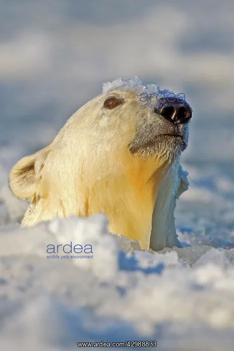 : Polar Bear - sub-adult swimming in slush ice : Polar Bear - sub-adult swimming in slush ice