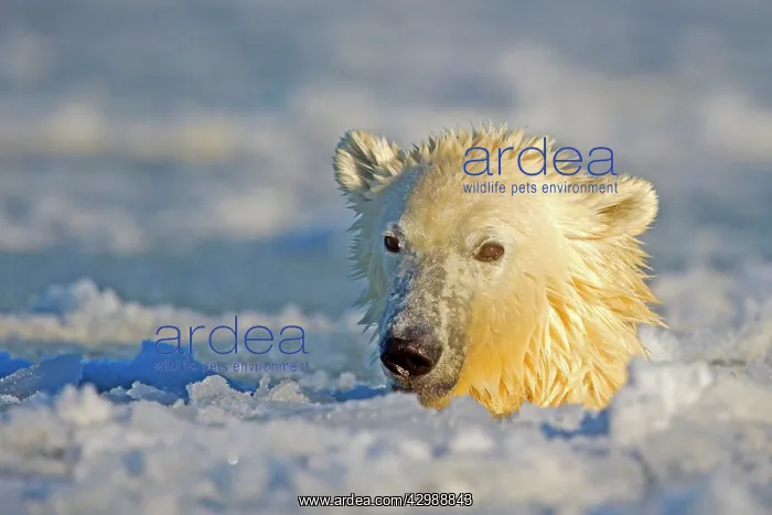  : Polar Bear - sub-adult swimming in slush ice