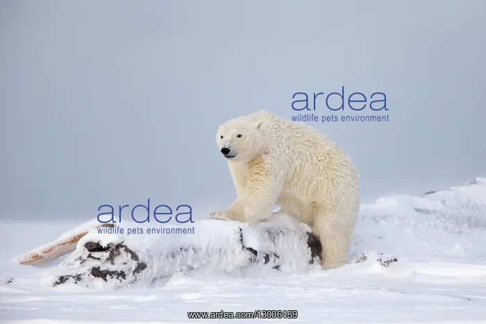 : Polar Bear subadult Autumn : Polar Bear subadult Autumn