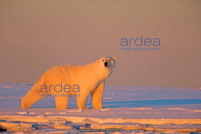  : Polar Bear - subadult along a barrier island outside