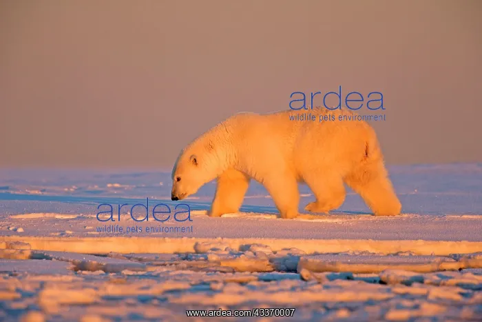 : Polar Bear - subadult along a barrier island outside : Polar Bear - subadult along a barrier island outside