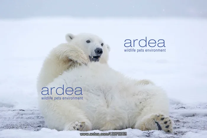 : Polar Bear - subadult along a barrier island outside : Polar Bear - subadult along a barrier island outside