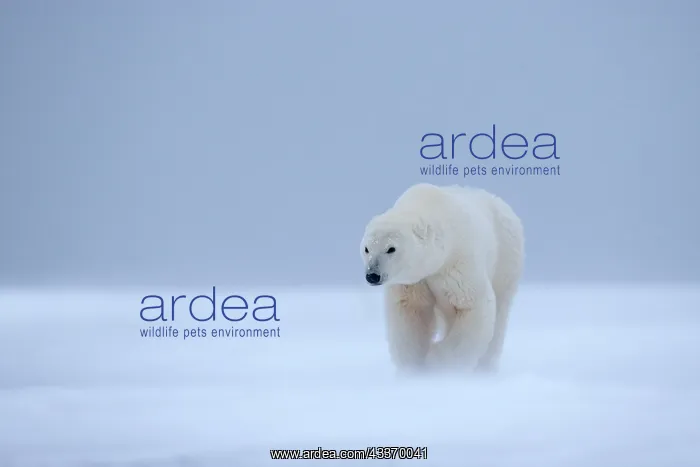: Polar Bear - subadult along a barrier island outside : Polar Bear - subadult along a barrier island outside