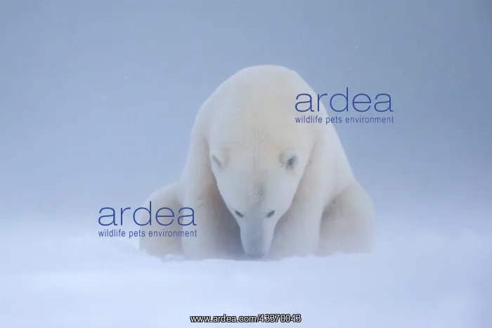 : Polar Bear - subadult along a barrier island outside : Polar Bear - subadult along a barrier island outside