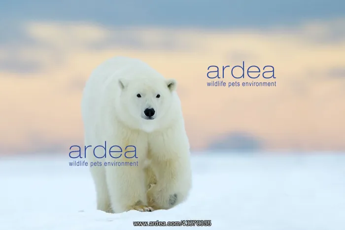 : Polar Bear - subadult along a barrier island outside : Polar Bear - subadult along a barrier island outside