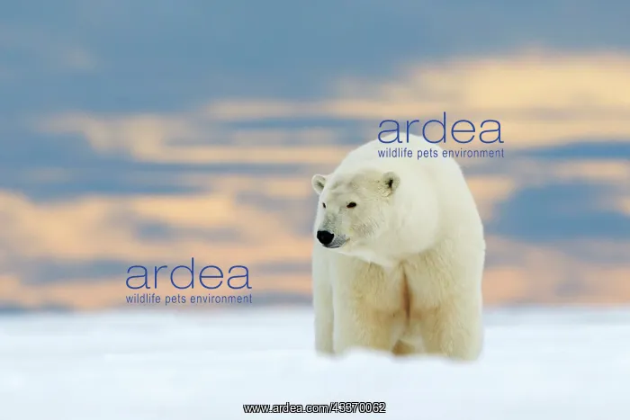 : Polar Bear - subadult along a barrier island outside : Polar Bear - subadult along a barrier island outside