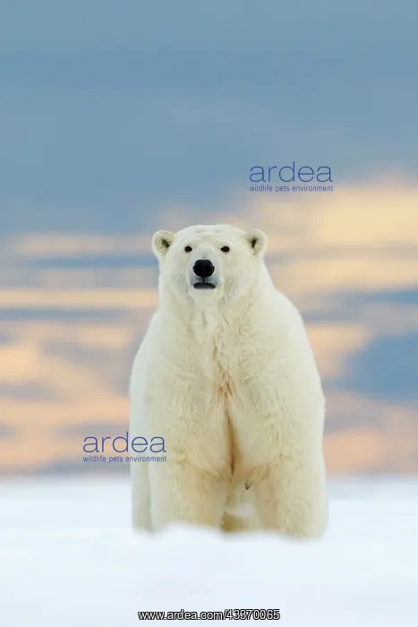: Polar Bear - subadult along a barrier island outside : Polar Bear - subadult along a barrier island outside