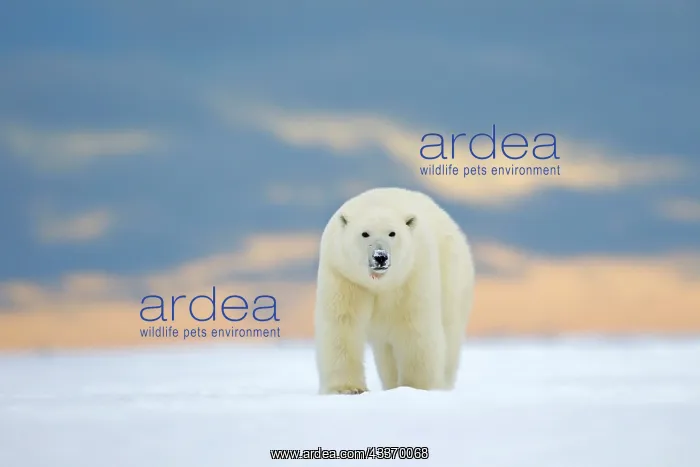 : Polar Bear - subadult along a barrier island outside : Polar Bear - subadult along a barrier island outside