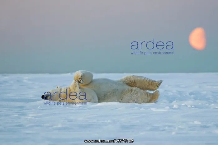 : Polar Bear - subadult along a barrier island outside : Polar Bear - subadult along a barrier island outside
