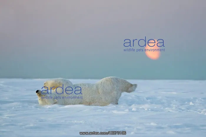 : Polar Bear - subadult along a barrier island outside : Polar Bear - subadult along a barrier island outside