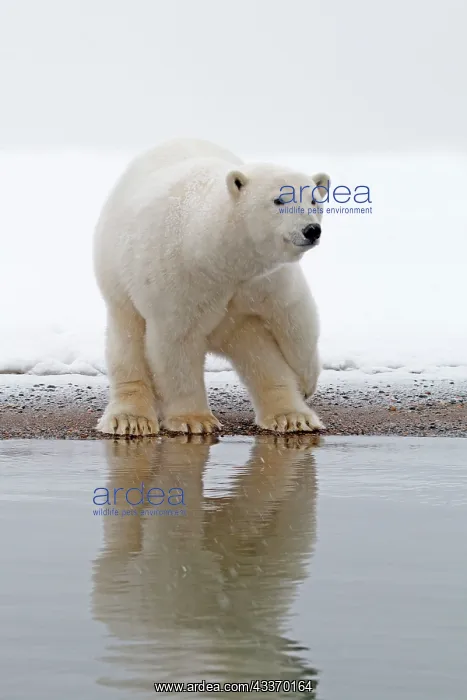 : Polar Bear - subadult along a barrier island outside : Polar Bear - subadult along a barrier island outside