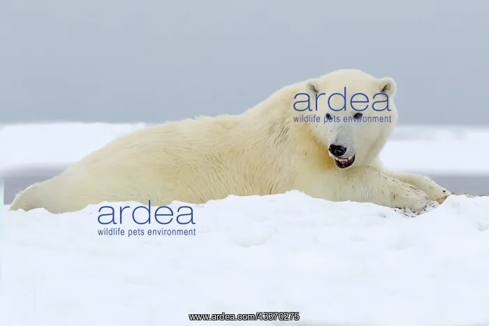 : Polar Bear - subadult along a barrier island outside : Polar Bear - subadult along a barrier island outside