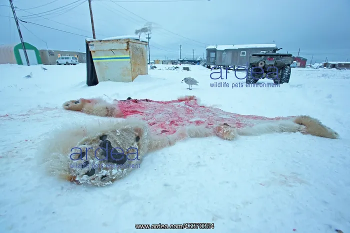 : Polar Bear - subadult killed and skinned near a : Polar Bear - subadult killed and skinned near a