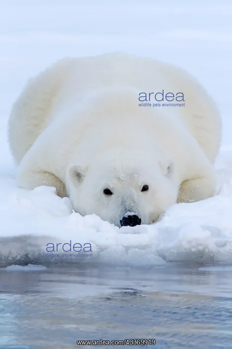 : Polar Bear - subadult resting along a barrier island : Polar Bear - subadult resting along a barrier island