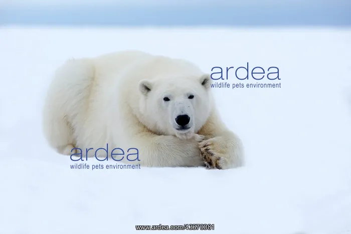 : Polar Bear - subadult resting along a barrier island : Polar Bear - subadult resting along a barrier island