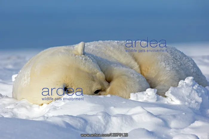 : Polar Bear - subadult resting along a barrier island : Polar Bear - subadult resting along a barrier island