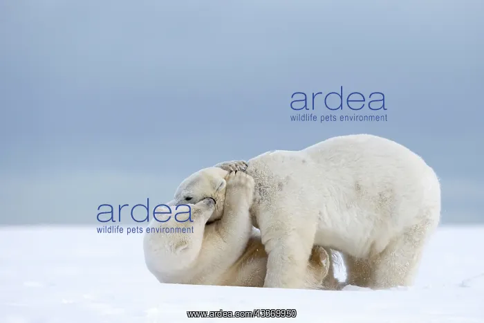 : Polar Bear - subadults playing : Polar Bear - subadults playing